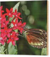 Cream-spotted Tigerwing Jardin Botanico Del Quindio Colombia Wood Print