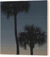 Crescent Moon Palm Dawn Delray Beach Florida Wood Print
