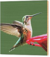 Crested Butte Hummingbird Wood Print