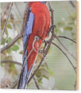 Crimson Rosella 01 Wood Print