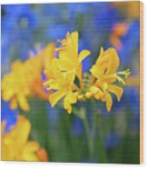 Crocosmia Pauls Best Yellow Flower Wood Print