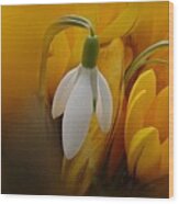 Crocus Among Us Wood Print