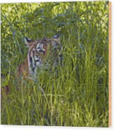 Crouching Tiger Wood Print