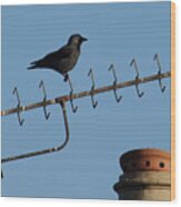 Crow On Aerial Wood Print