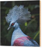 Crowned Pigeon Wood Print