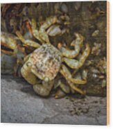 Crusty The Crab Wood Print