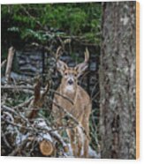 Curious Buck Wood Print