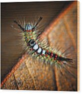 Curious Caterpillar Wood Print