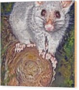 Curious Possum Wood Print