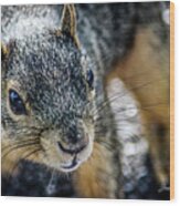 Curious Squirrel Wood Print