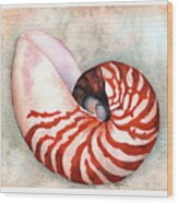 Curled Nautilus Wood Print