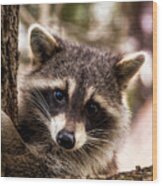 Cute Little Raccoon Wood Print