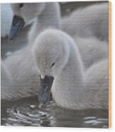 Cygnets Feeding Wood Print