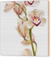 Cymbidium - Boat Orchid Wood Print