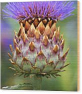 Cynara Cardunculus. Wood Print