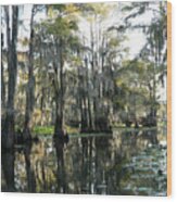 Cypress Swamps Wood Print