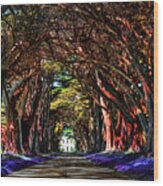 Cypress Tree Tunnel Wood Print