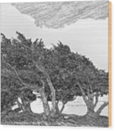 Cypresses Wood Print