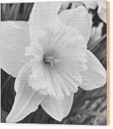 Daffodil 2018 Wood Print