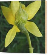 Daffodil Back Wood Print
