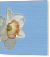 Daffodil Wood Print