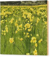 Daffodil Delight Wood Print