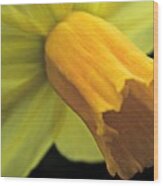 Daffodil - Narcissus - Portrait Wood Print