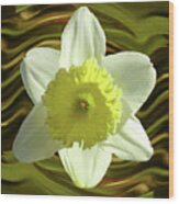 Daffodil Swirl Wood Print