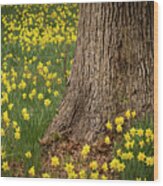 Daffodils And Tree Wood Print