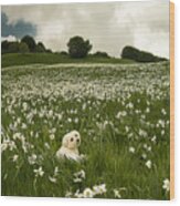 Daffodils White Blossoming With Little White Lilly 6 Wood Print