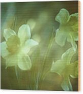 Daffodils1 Wood Print
