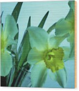 Daffodils2 Wood Print
