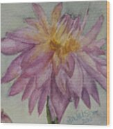 Dahlia At Eastport Me Wood Print