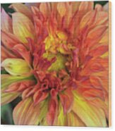 Dahlia Drama Wood Print