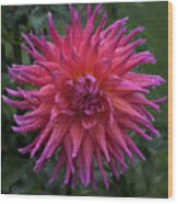 Dahlia 'hollyhill Elektra' In The Rain. Wood Print