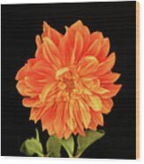 Dahlia In Orange Wood Print