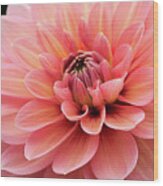 Dahlia In Pink And Peach Wood Print