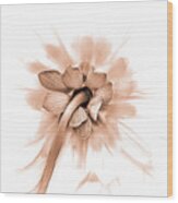 Dahlia Shyness Wood Print