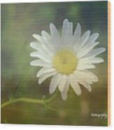 Daisies Don't Tell Wood Print