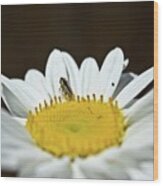 Daisy And Leafhopper Wood Print