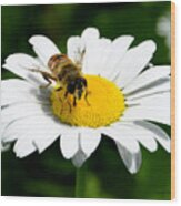 Daisy Bee Mine Wood Print