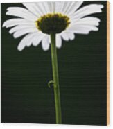 Daisy Down Under Wood Print