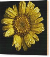 Daisy On Black Background Wood Print