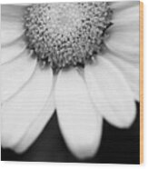 Daisy Smile - Black And White Wood Print
