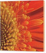 Daisy Sunrise Wood Print