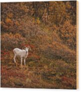 Dall Sheep Denali National Park Wood Print