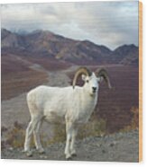 Dalls Sheep In Denali Wood Print
