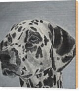 Dalmatian Portrait Wood Print