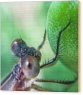 Damsel Fly Wood Print