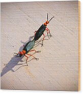 Dance Of The Desert Blister Beetles Wood Print